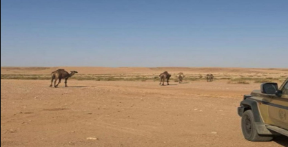 الأمن البيئي يضبط مواطنا بتهمة رعي ستة من الإبل في محمية الم الطبيعية حفاظا على التنوع البيولوجي