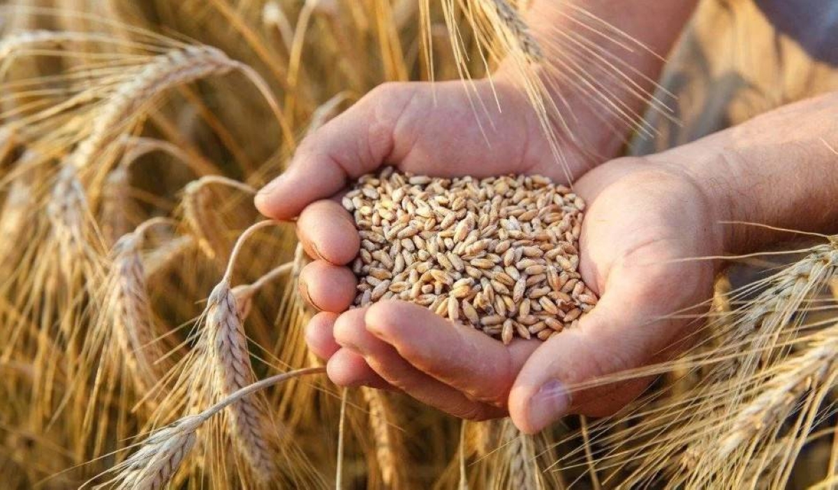 الهيئة العامة للأمن الغذائي تعلن عن مناقصة لاستيراد 655 ألف طن من المواد الغذائية لتلبية احتياجات السوق