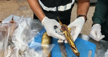 الهيئة القومية لسلامة الغذاء تعزز جهود الرقابة لحماية المنشآت السياحية في البحر الأحمر من الممارسات غير الصحية
